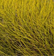 Dereń Biały Flaviramea P9