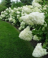 Hortensja bukietowa 'Polar Bear'