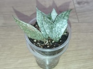 Hoya Hoja LACUNOSA LAOS ukorzeniona