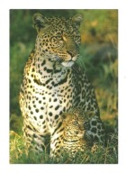 Pocztówka - Samica lamparta z młodym / pantera ...