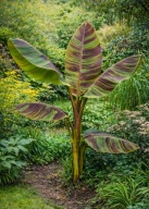Bananowiec Musa sikkimensis Red Tiger - czerwone liście HIT - DUŻE SADZONKI