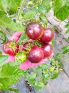 Pomidor Strawberry Waterfall Striped Saakova nasiona kolekcjonerskie