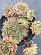 Rojnik 443 PROUND ZELDA następna odmiana do kolekcji