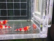 Krewetki Caridina Red Panda OE 10 sztuk !!! pomarańczowe oczy !!!