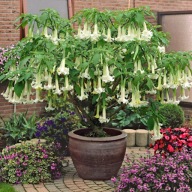 Brugmansia Suaveolens White Datura Biała nasiona 2szt. ***