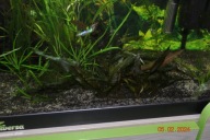 Cryptocoryne wendtii brown zwartka brązowa czerwona