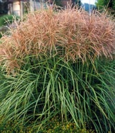 Miskant chiński ,,ORANGEFEDER" pomarańczowo-miedziany c1