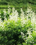 BAPTYSJA BIAŁA niespotykana długowieczna Niewybredna SADZONKI baptisia