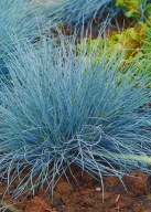 Kostrzewa Sina Mocno Niebieska sadzonka w pojemniku