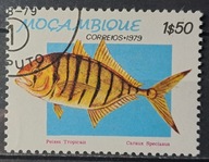 Ryby (kas) - luzak - do uzupełnień 13/7