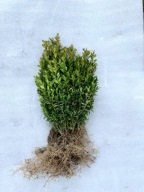 bukszpan, bukszpany 25-50 cm pakiet 100 szt