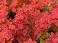 BERBERYS MARYLKA Pomarańczowo-czerwony ORANGE Nowa odmiana