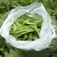 5kg | CZOSNEK NIEDŹWIEDZI ŚWIEŻE LIŚCIE na wagę+ INFO+ PRZEPIS/ SEZON 2026