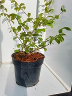 Kalina japońska Cascade Ozdobne kwiaty Krzew . Sadzonka premium C3