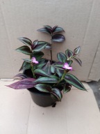 trzykrotka zebrina burgundy