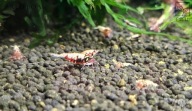 Krewetki Red Boa (Caridina) – Wyselekcjonowana Linia Premium od fibell