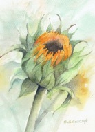 Kwiat , kwiaty słoneczniki - akwarela z passe - partout