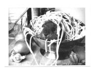 Pocztówka - Świnka morska z makaronem i cebulą ...