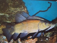 Lin ( czyściciel) 15 cm