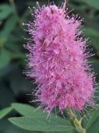 Tawuła wierzbolistna wysoka