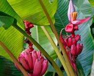 100 nasion bananowca MUSA VELUTINA różowy bananowiec ozdobny ŚWIEŻE NASIONA