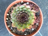 Rojnik 287 EYAFJALLA ciemna u nasady liści i zieleniejąca na brzegach liści