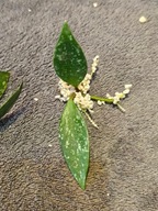 HOJA HOYA sp. Cjanur splash