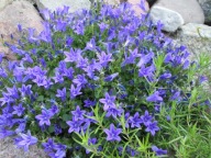 Dzwonek Gargański Campanula garganica – Niebieski Dywan na Skalniak! p9