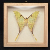 Motyl w gablotce Actias Maenas