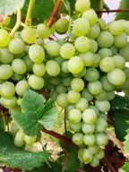 WINOROŚL Sadzonki winogron-Bianca - odmiana ogólnego zastosowania