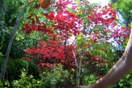 Jaśmin wąsko kolumnowy biały pachnący szczepiony 10 letni inny