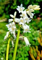 Hiacyncik hiszpański, doniczka