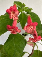 Kohleria BriD's Micol - kłącze