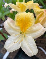 AZALIA WIELKOKWIATOWA TUCAN POLSKA NOWOŚĆ ZACHWYCA ODCIENIAMI