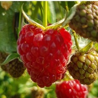 Malina dużo owoców, do zimy