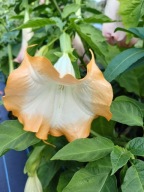 Brugmansia datura SB Cafe Creme