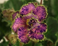 Fiołek afrykański# LE-Arlekin #Liść