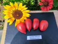 Pomidor Legenda Tarasenko rosyjski przetworowy nasiona kolekcjonerskie