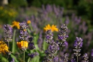 Lawenda lekarska, jadalna, pachnąca