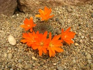 Kaktus ,Rebutia walteri WR 784