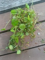 Żabiściek oczko wodne / staw Hydrocharis