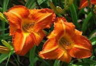 Liliowiec Tuscawilla Tigress