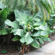Bananowiec Musa acuminata dwarf cavendish ( Musa Tropicana )