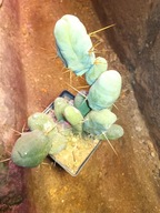 Kaktus Trichocereus bridgesii forma monstruosa peenis 5+gratisy + ogrzewacz