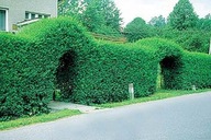 Ligustr liguster tani żywopłot 10 sztuk =1 m żywopłotu