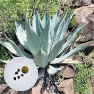 Agave durangensis –18 agawa górska z Meksyku 5 NASION + instrukcja wysiewu