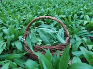 CZOSNEK NIEDZWIEDZI sadzonka w pojemniku jadalny, ozdobny, aromatyczny