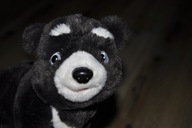 pluszak maskotka miś niedźwiadek