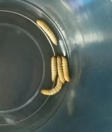 Mole woskowe, barciak większy, 60 sztuk