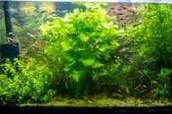 Łatwe rośliny akwariowe wersja bez mchów L